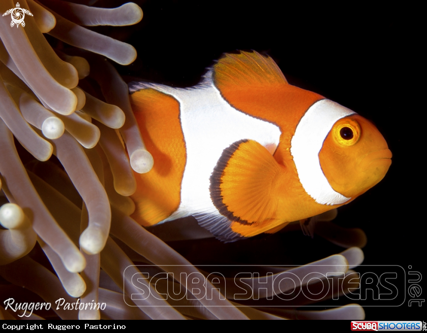A Clownfish