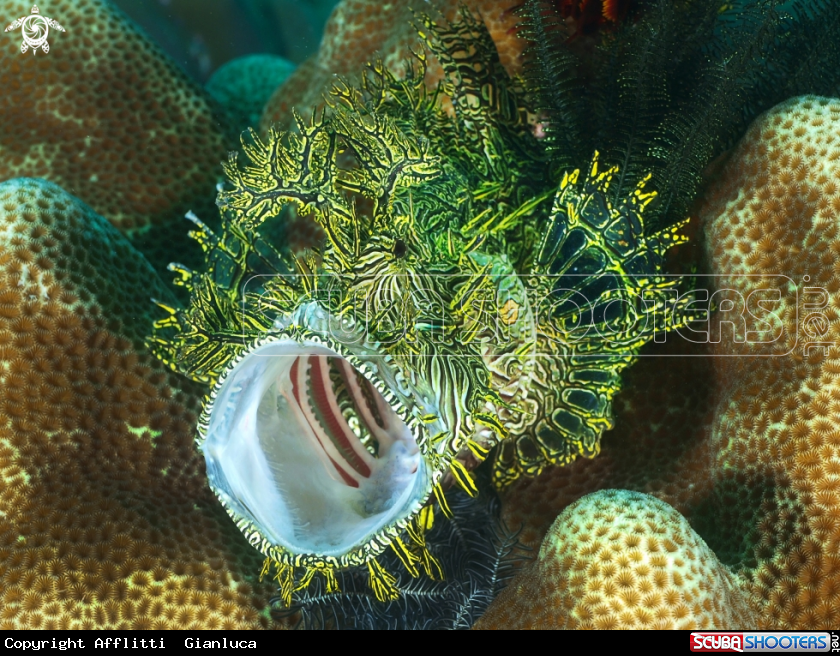 A rinophia