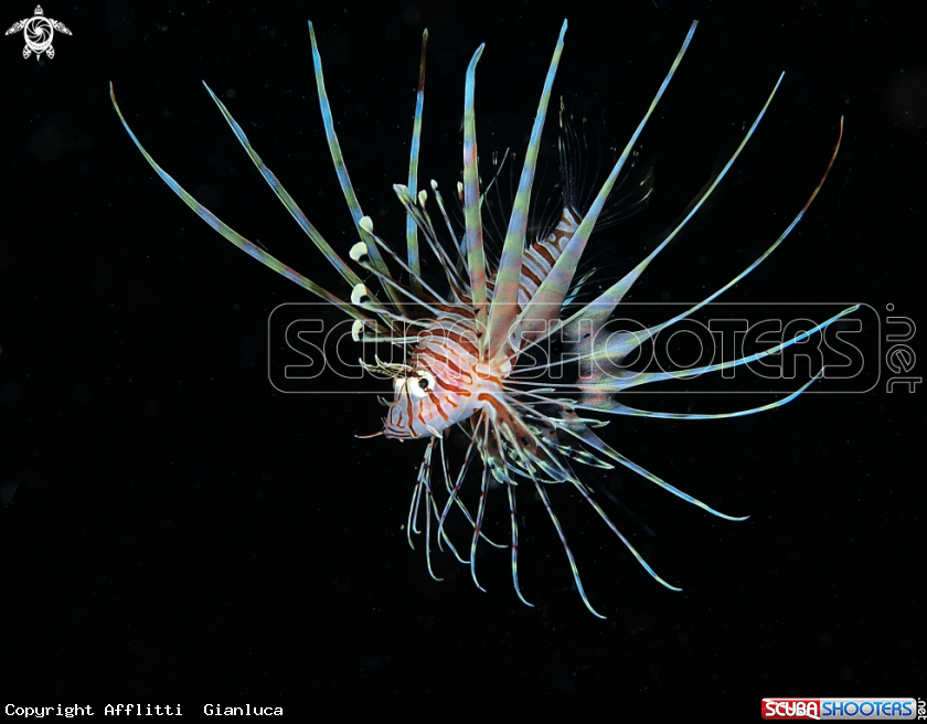 A lionfish