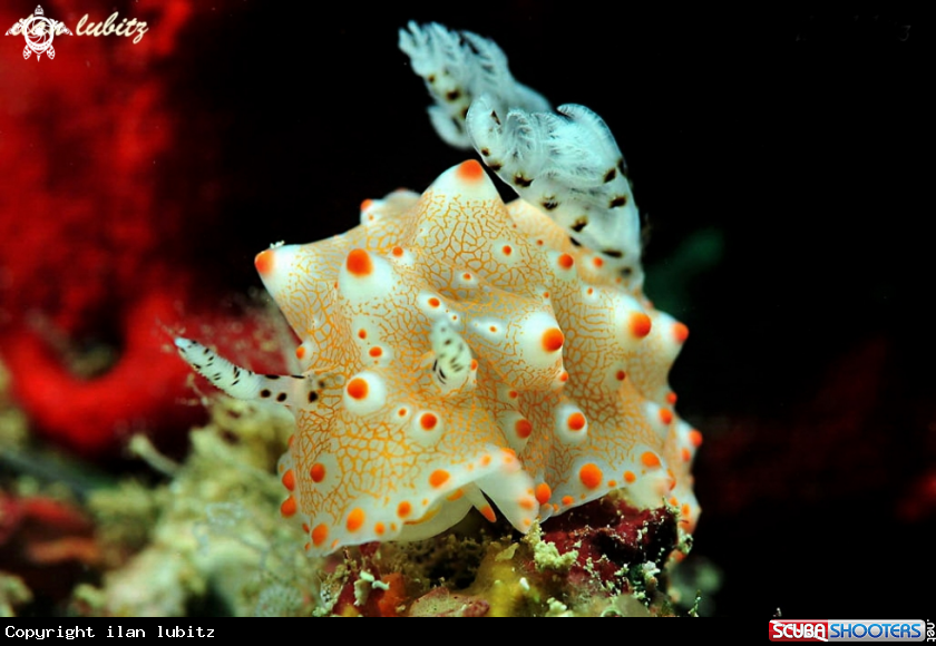 A nudibranch