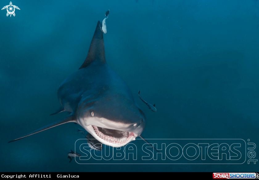 A blacktip shark