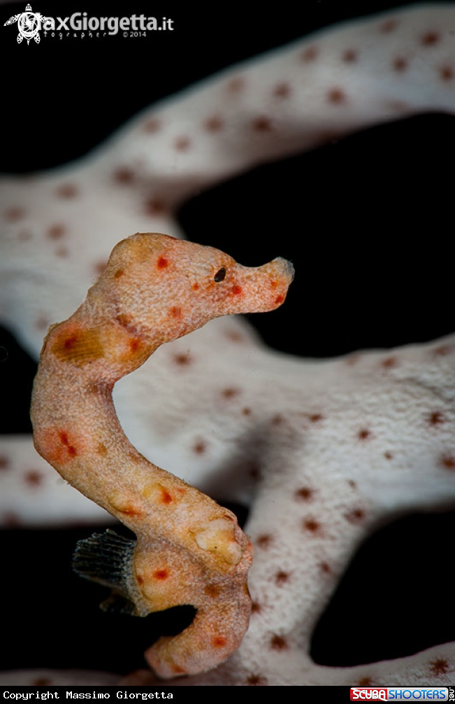 A white denise pigmy sea horse