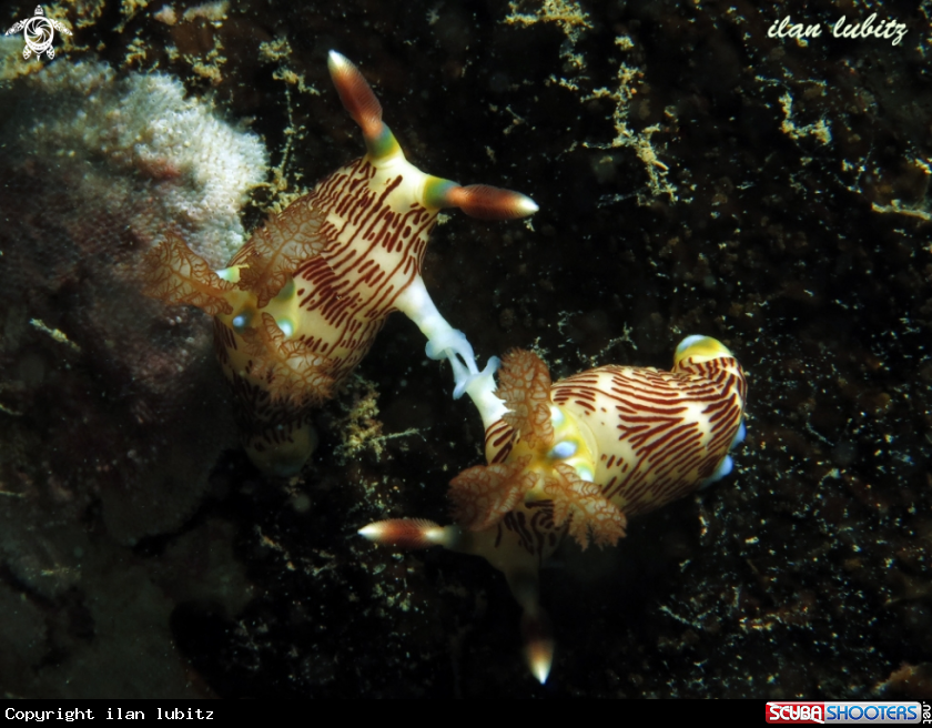 A nudibranch