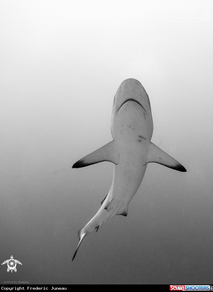 A Black Tip Reef Shark