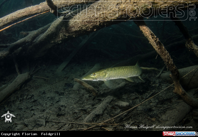 A Pike Weissensee