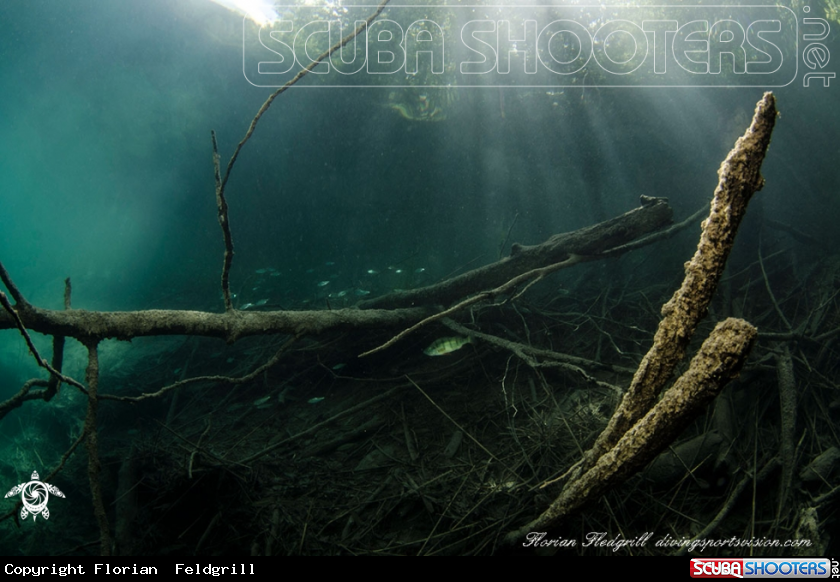 A Weissensee 