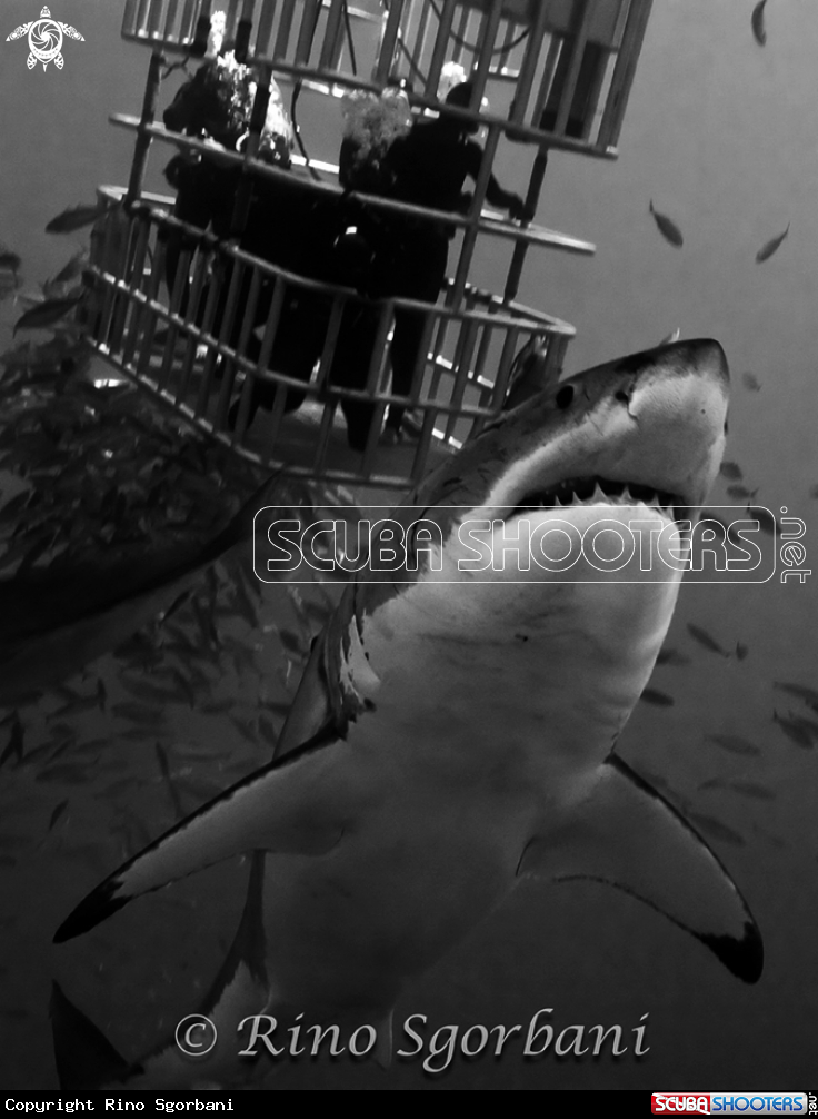 A White Shark