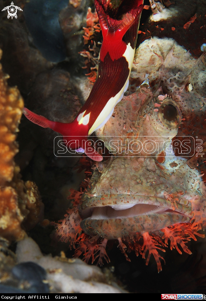 A nembrrotha on scorpionfish