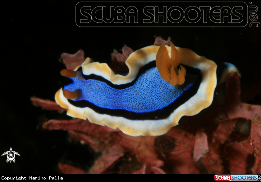 A nudibranche