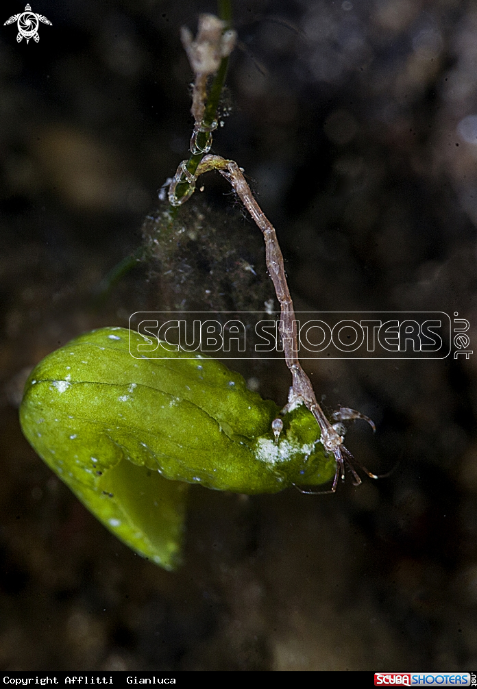 A skeleton shrimp and nudibranch