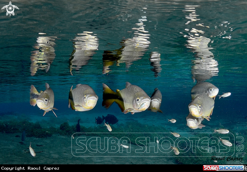 A Freshwater fishes