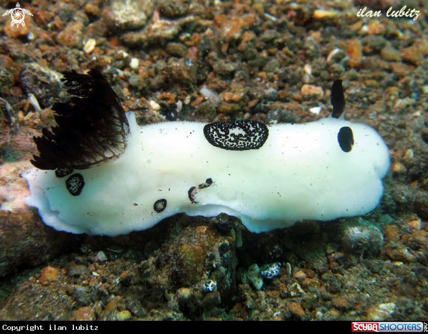 A nudibranch