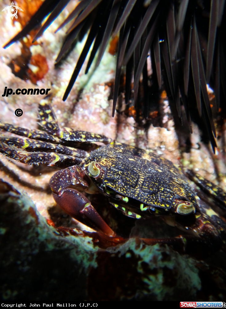 A Crabe