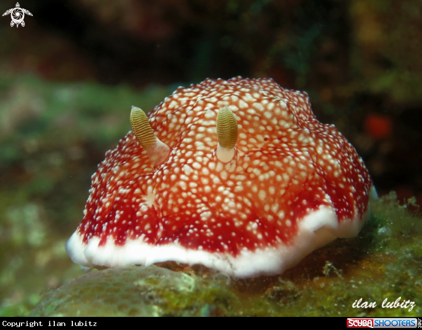 A nudibranch