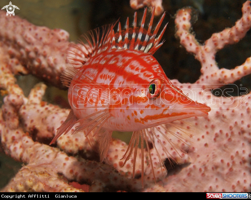 A longnose hawkfish