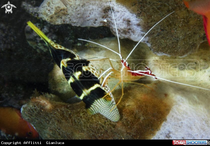 A  cleaner shrimp