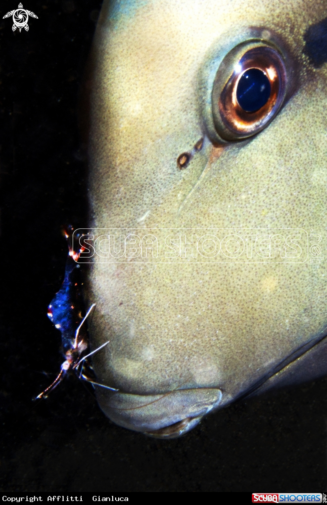 A commensal shrimp