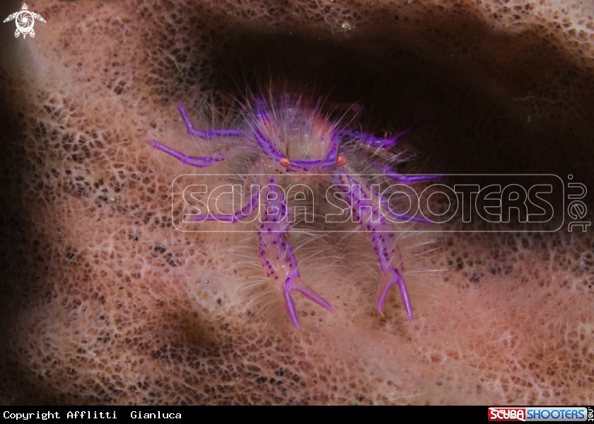 A Squat Lobster 