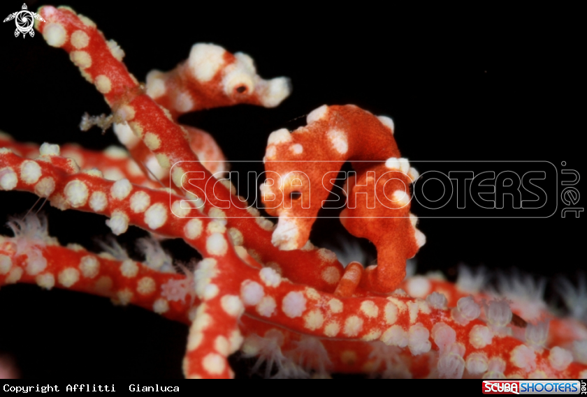 A  Pygmy Seahorses