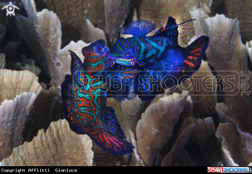 A mandarin fish