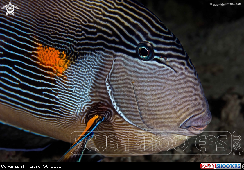 A underwater creature
