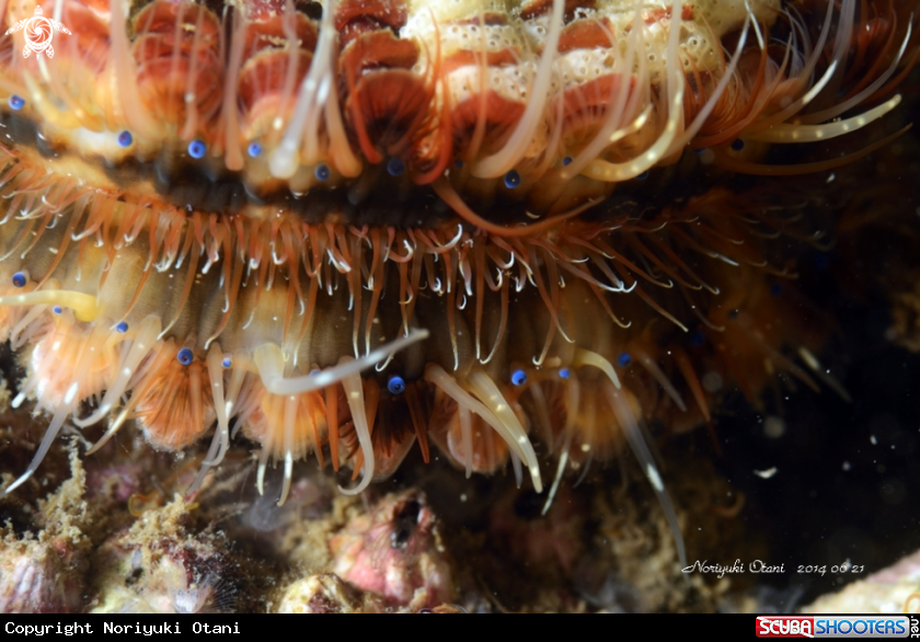 A noble scallop