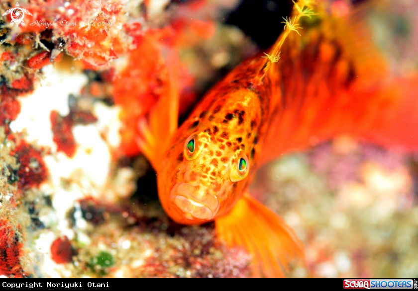 A Yellow hawkfish