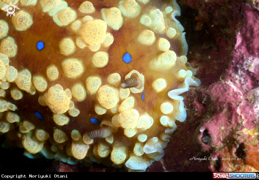 A nudi