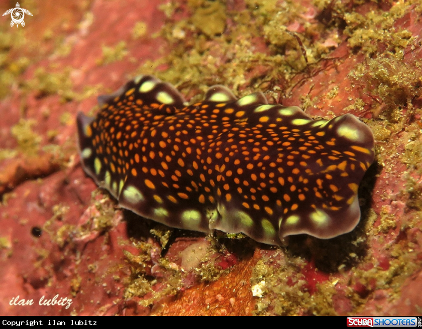 A flatworm