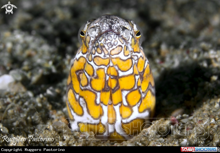 A Snake eel