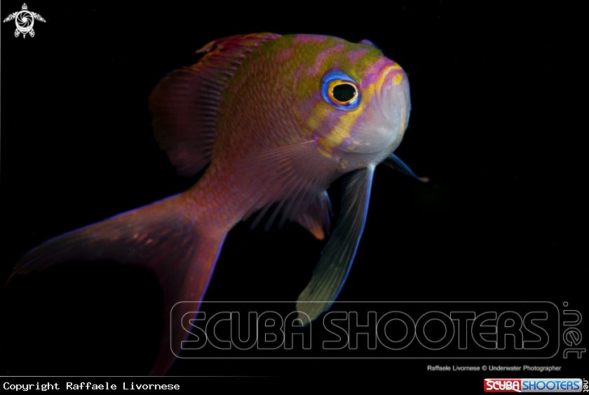 A underwater creature