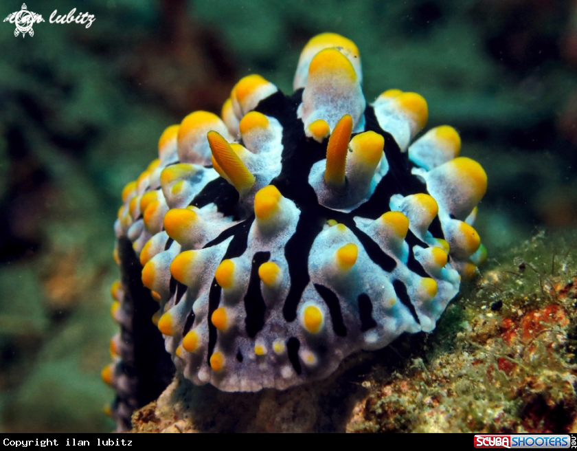 A nudibranch