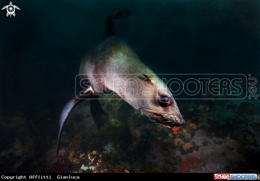 A sea lion