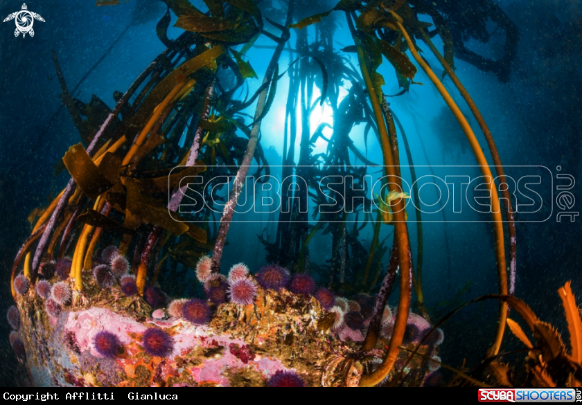 A kelp