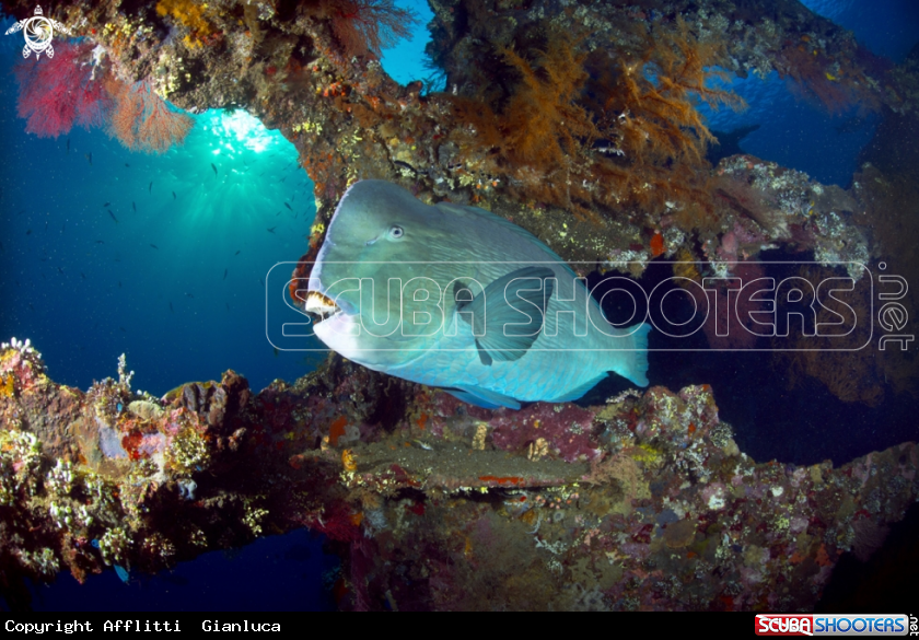 A parrot fish