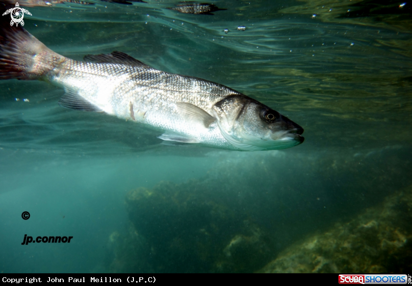 A Loup de Mer