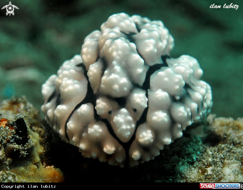 A nudibranch