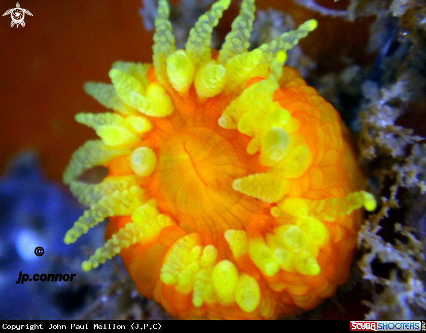 A Corail Jaune Solitaire