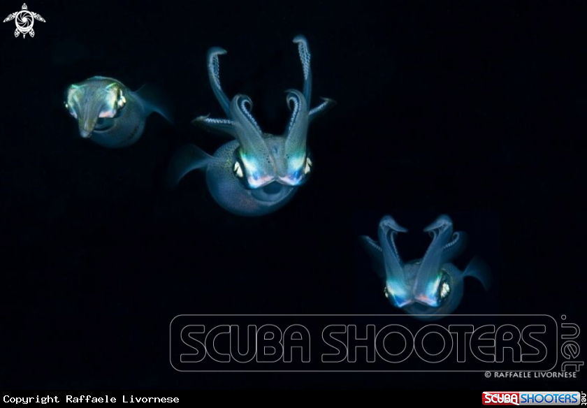 A Squids
