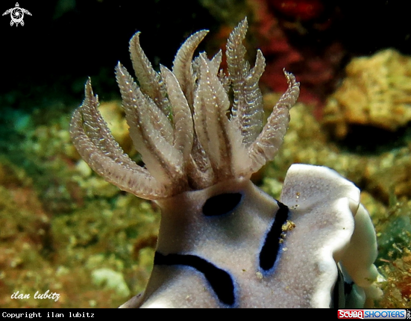 A nudibranch