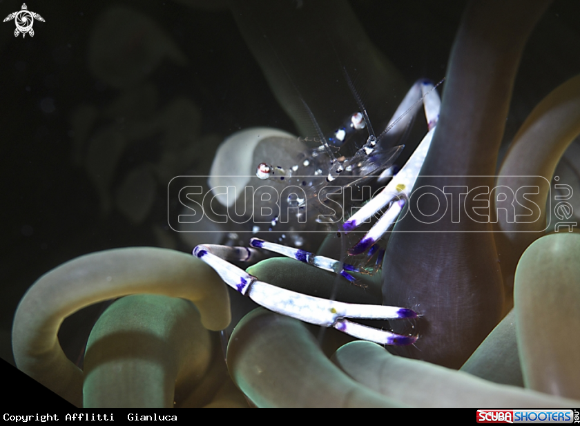 A commensal shrimp