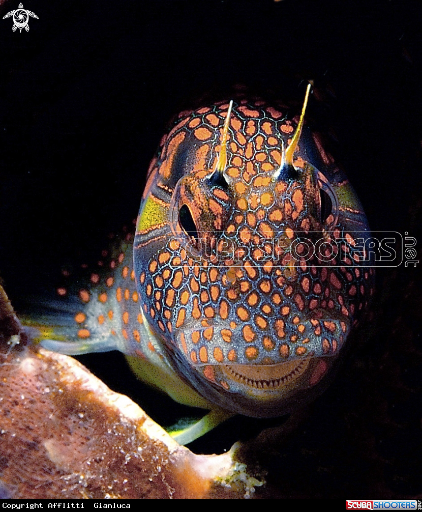 A goby