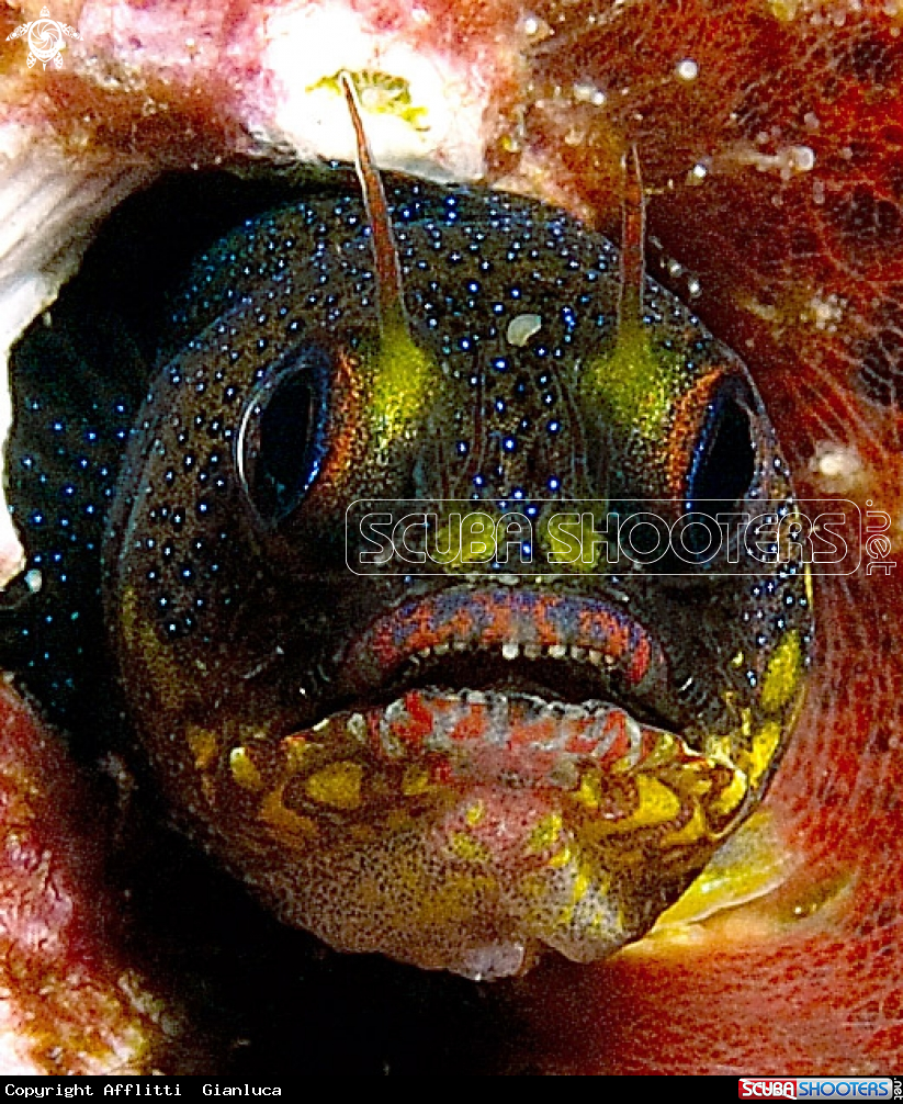 A goby