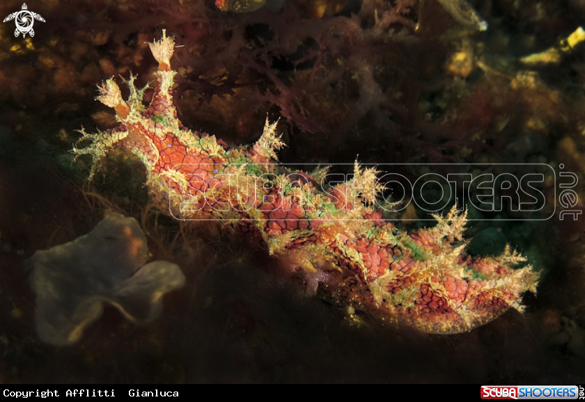 A nudibranch