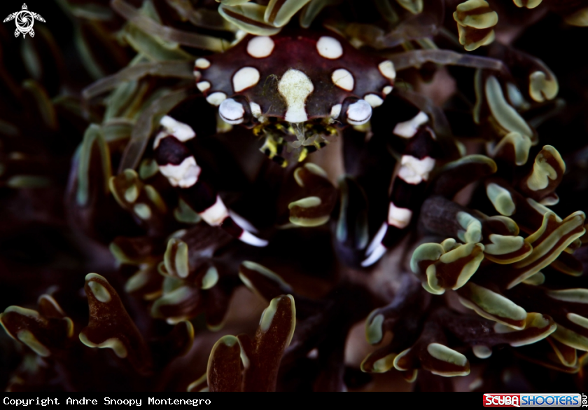 A Harlequin Crab