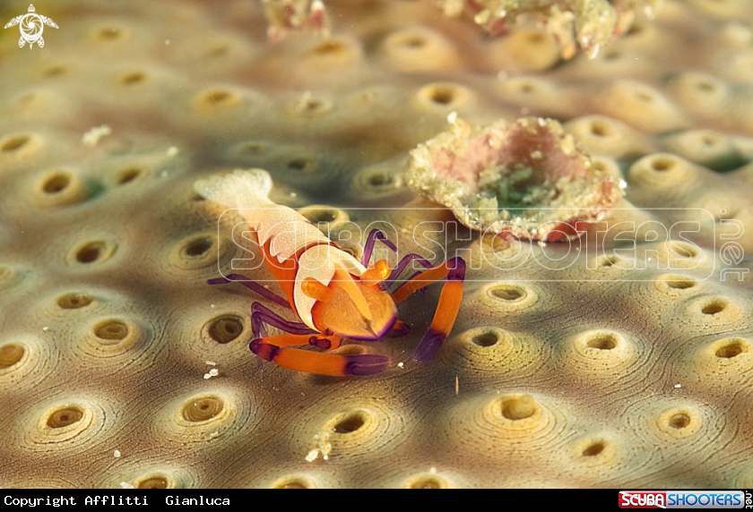 A imperor shrimp