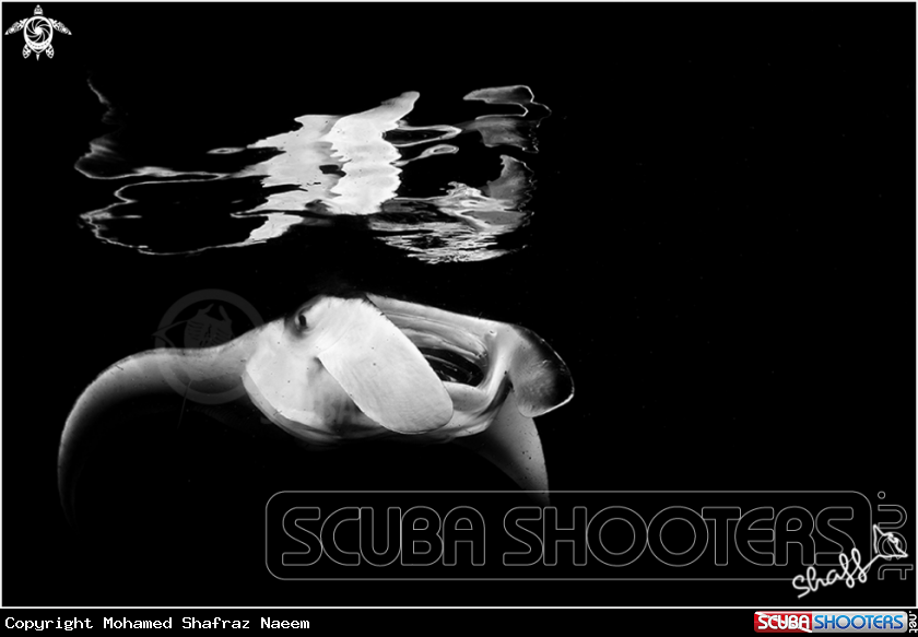 A Manta Ray