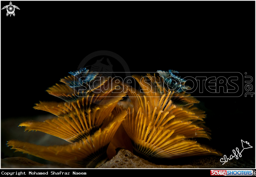 A Christmas Tree Worm