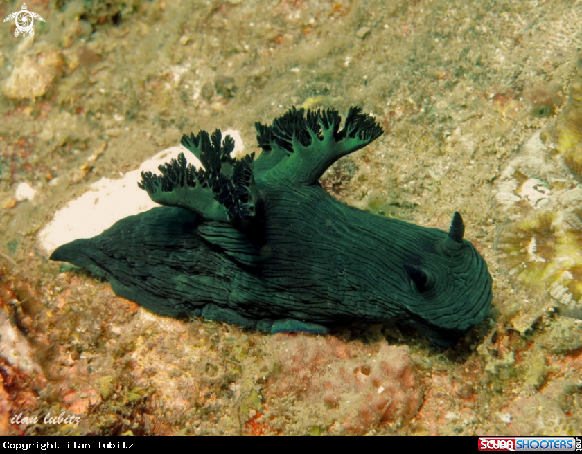 A nudibranch