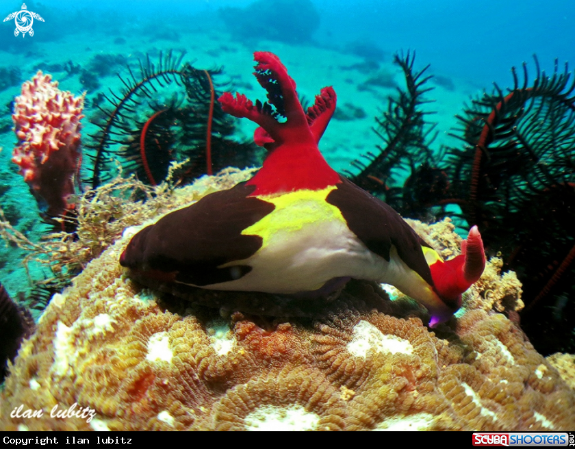 A nudibranch